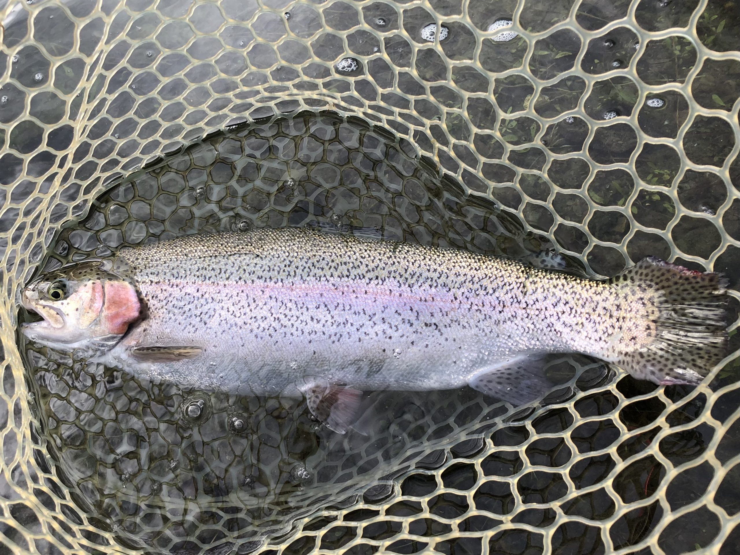 11月1日（土）日野市　オグさん