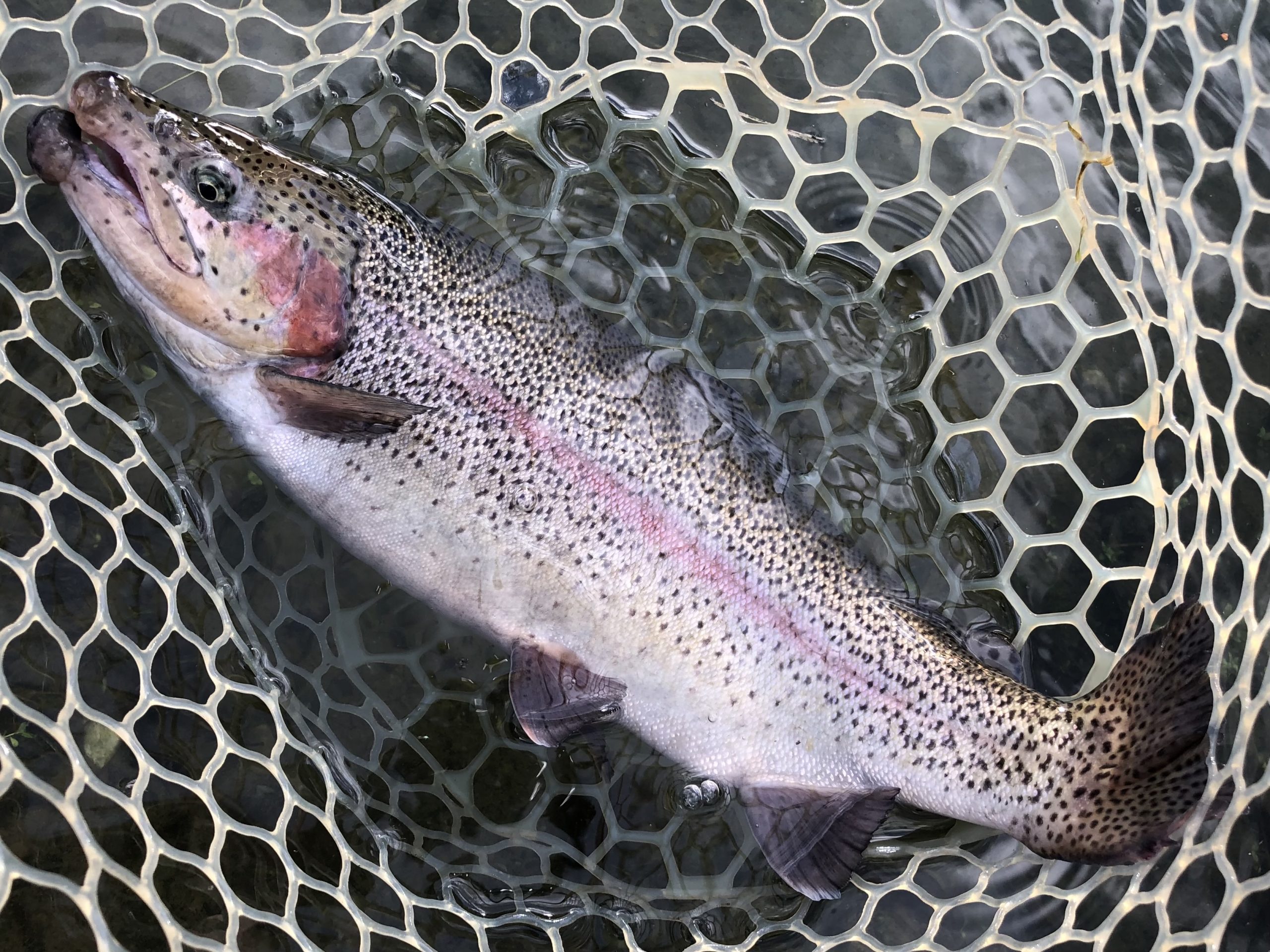 11月10日(月)　日野市　オグさん