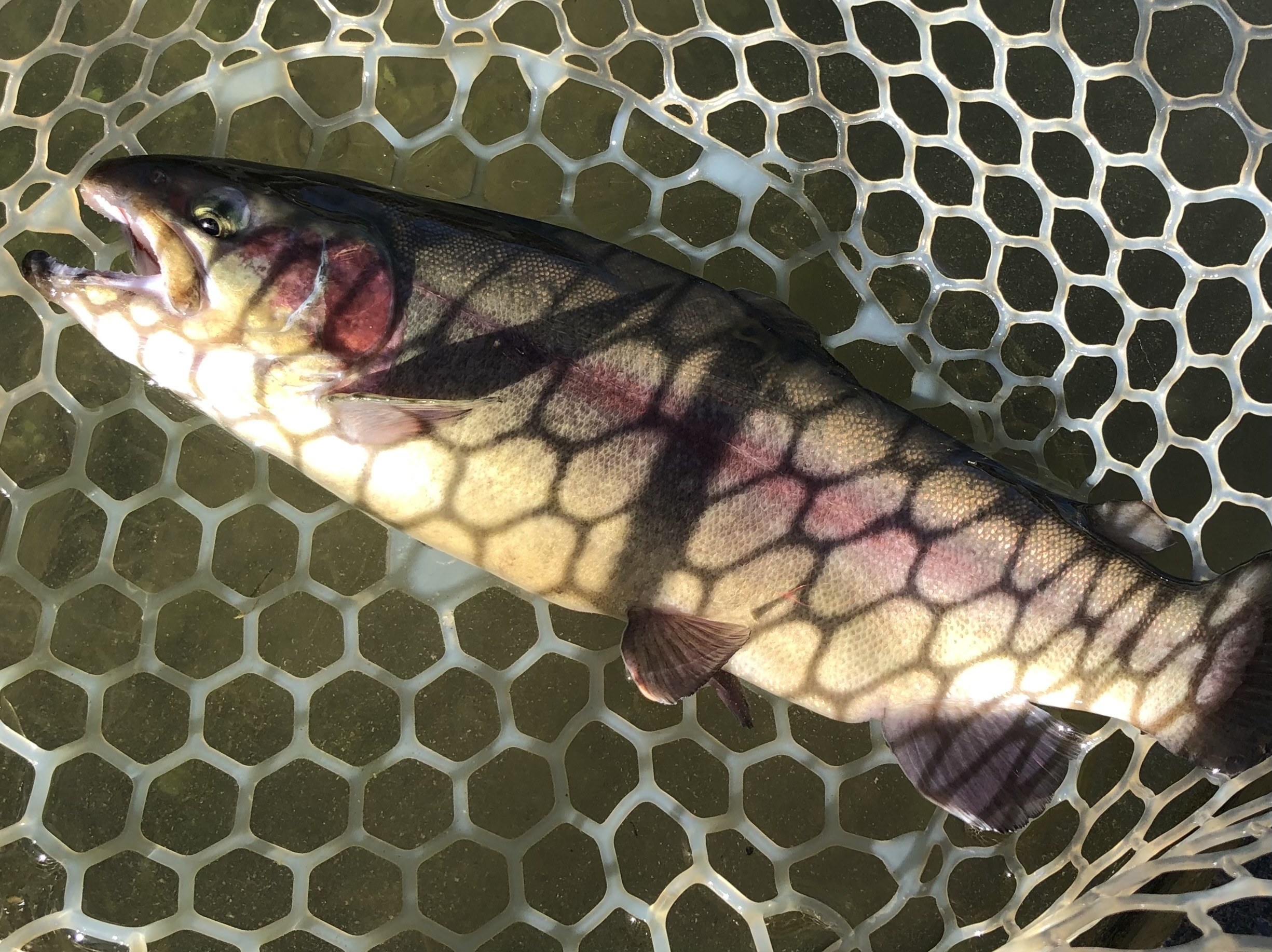 11月17日(月)　日野市　オグさん