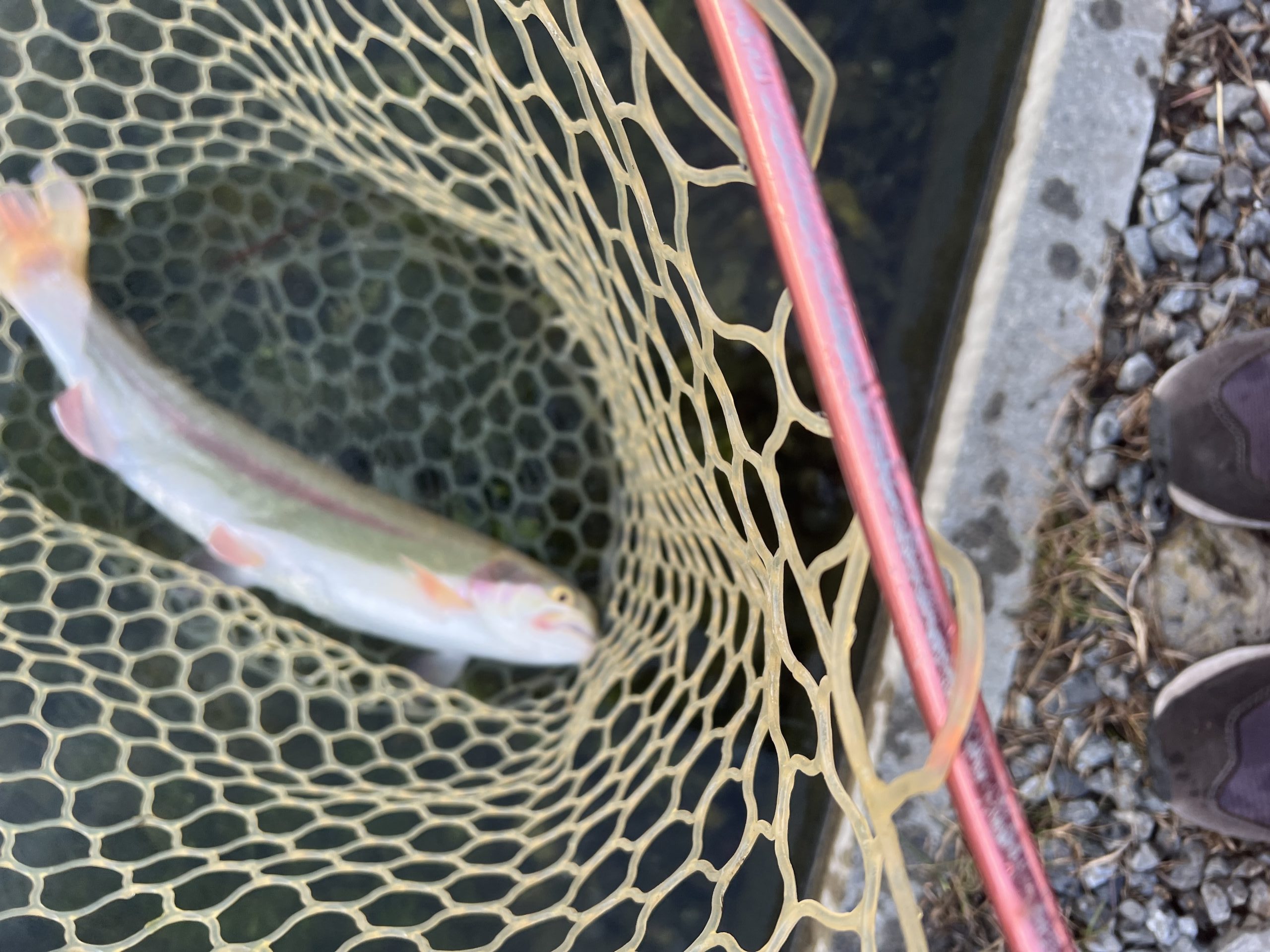 11月7日（金）八王子市　qちゃんさん