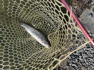 11月21日（金）八王子市　犬目町　堀口久次　さん