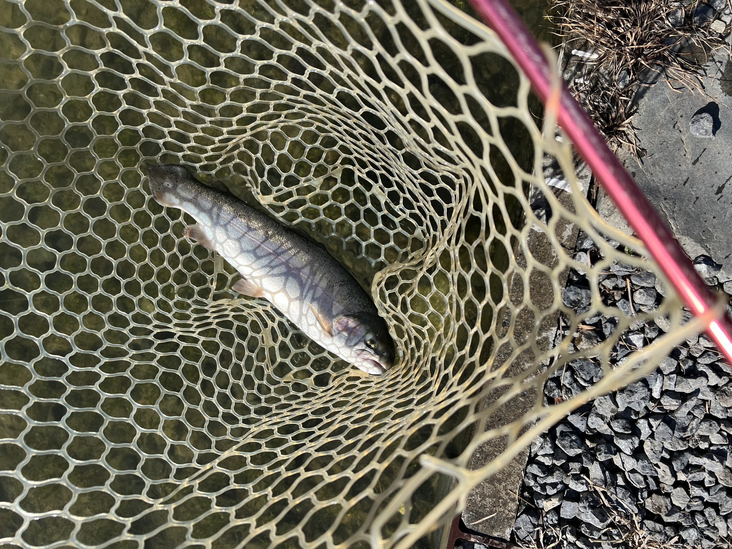 11月21日（金）八王子市　犬目町　堀口久次　さん