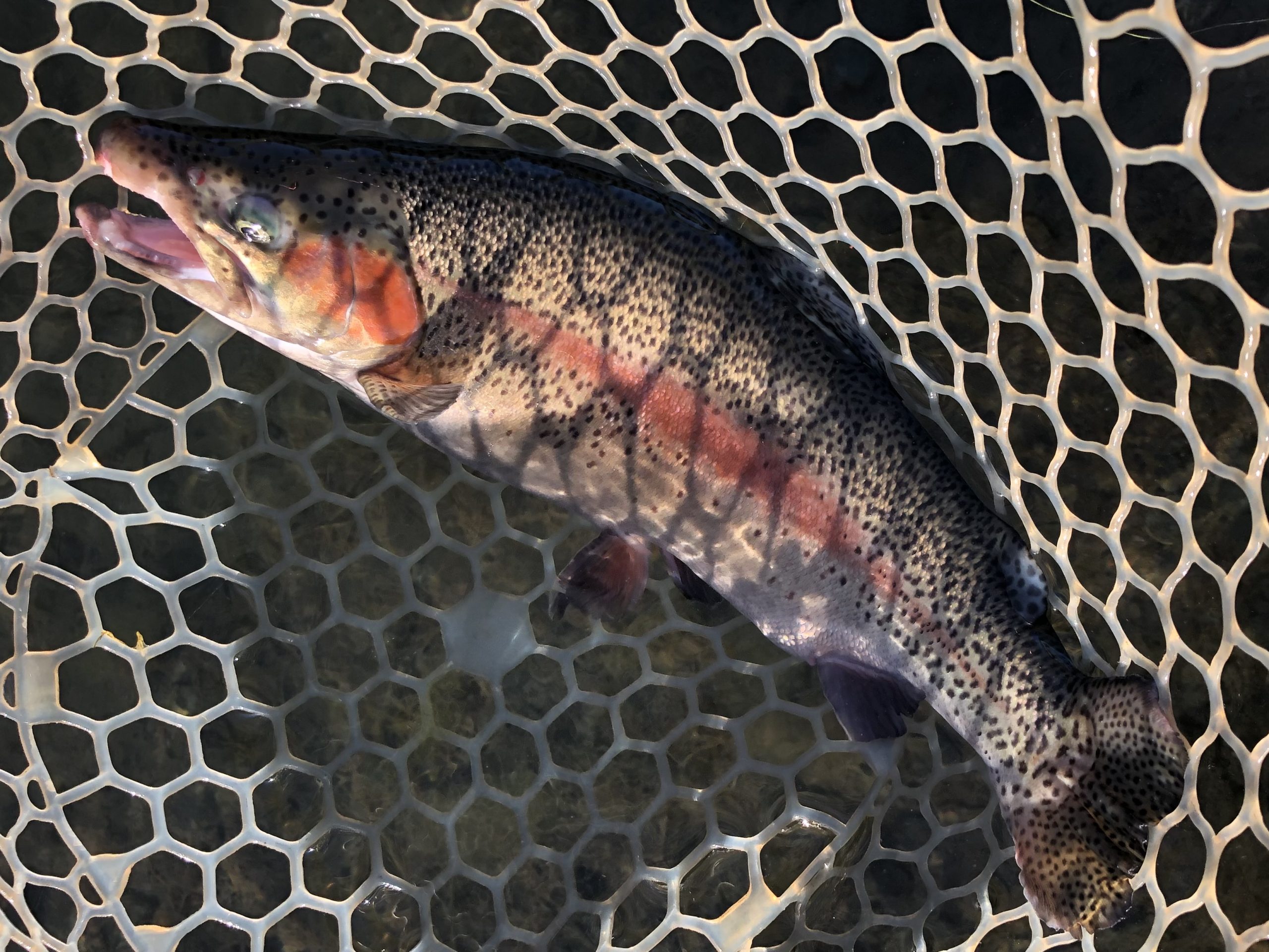 11月28日（金）日野市　オグ　さん