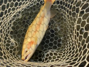 11月8日（土）あきる野市　野口さん