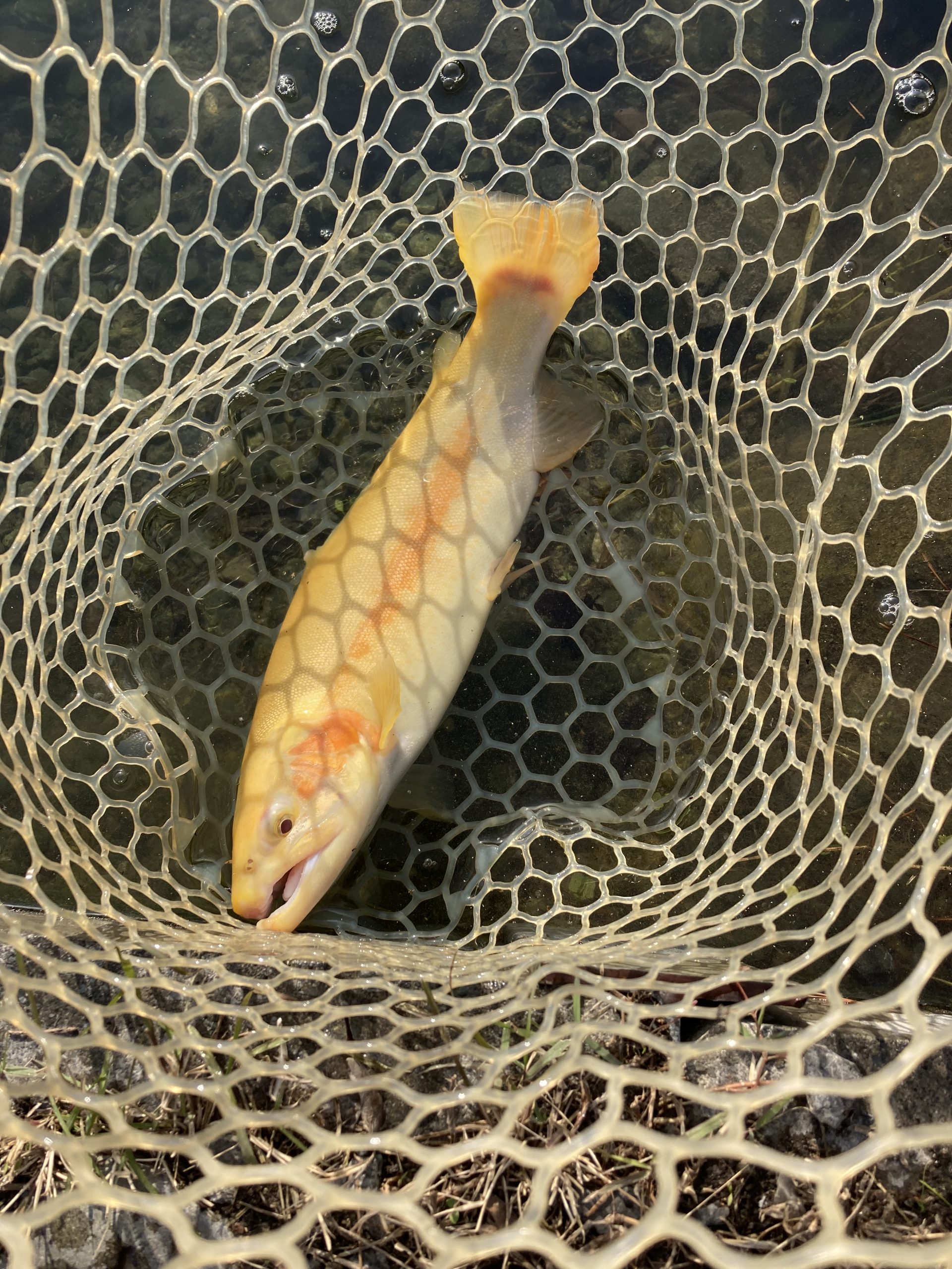 11月8日(土)あきる野市 野口さん