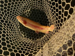 11月14日（金）あきる野市　野口さん