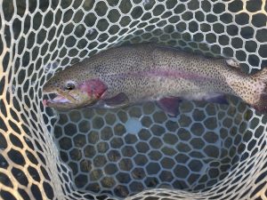 11月21日（金）あきる野市　野口　さん