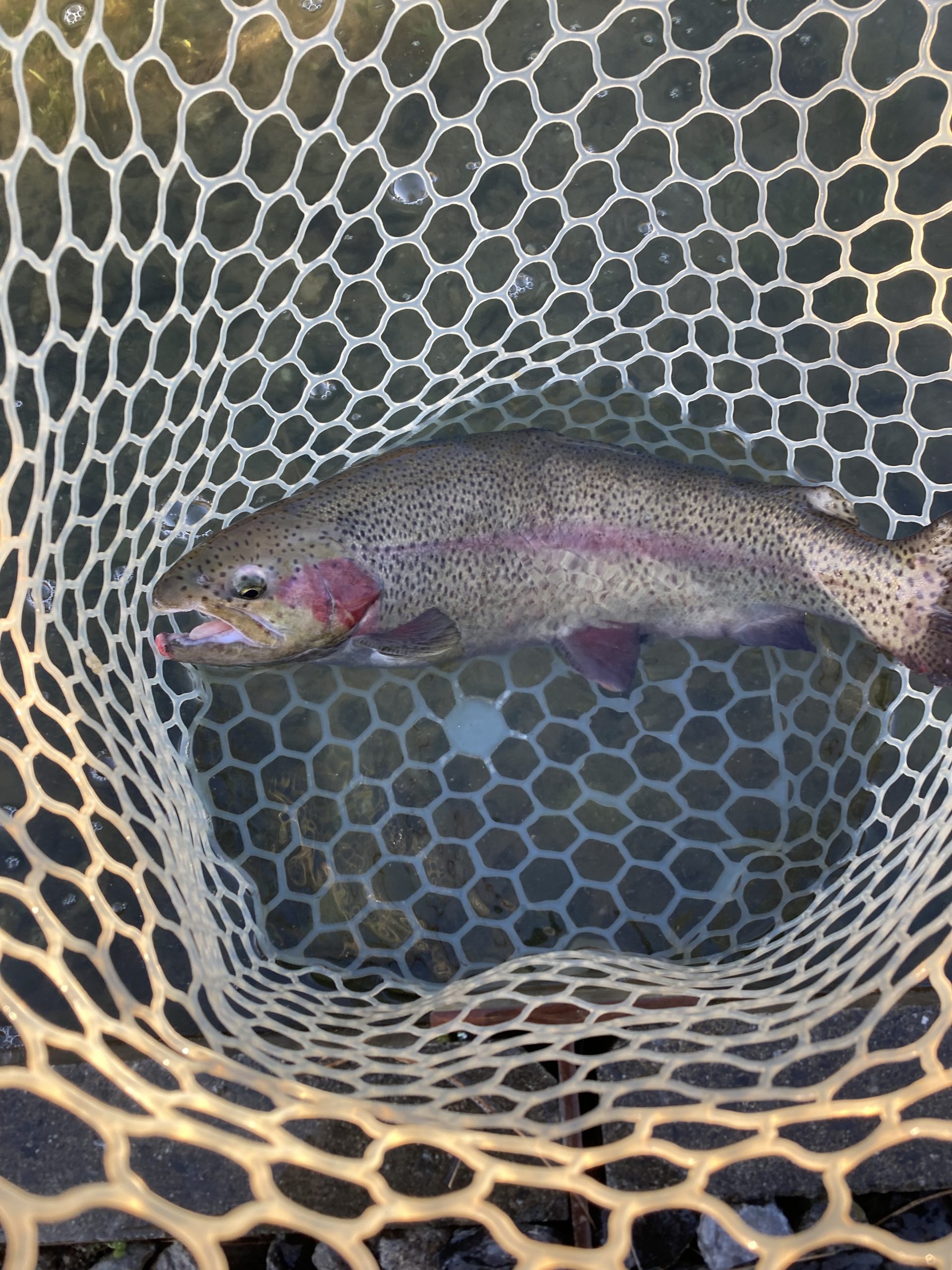 11月21日（金）あきる野市　野口　さん