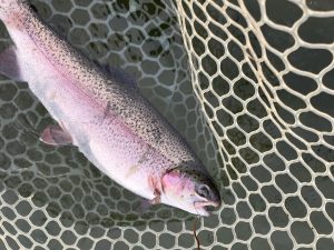 11月3日（月）　羽村市　うにねこさん