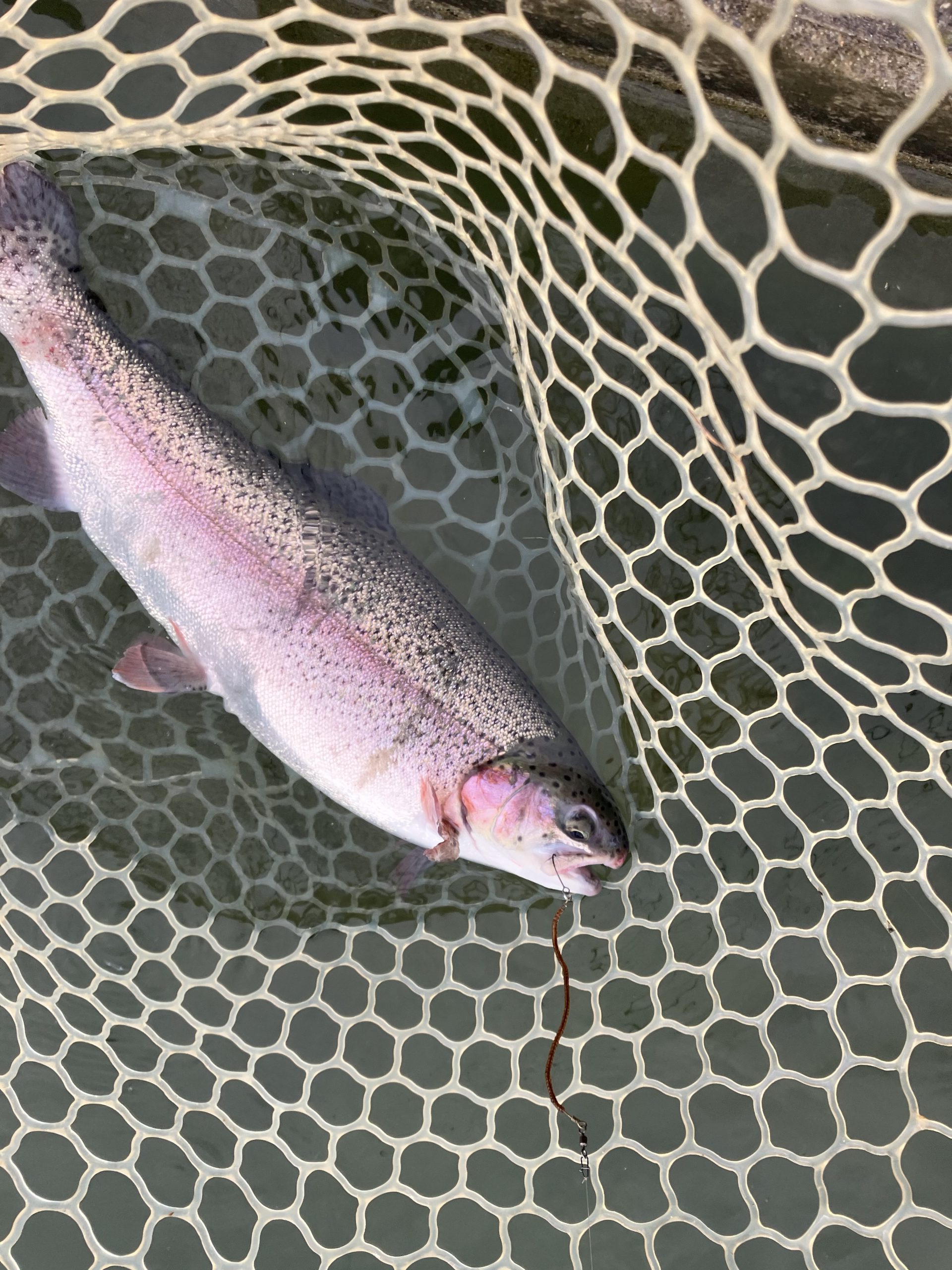 11月3日（月）　羽村市　うにねこさん