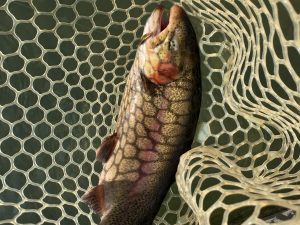 11月15日（土）羽村市　うにねこさん