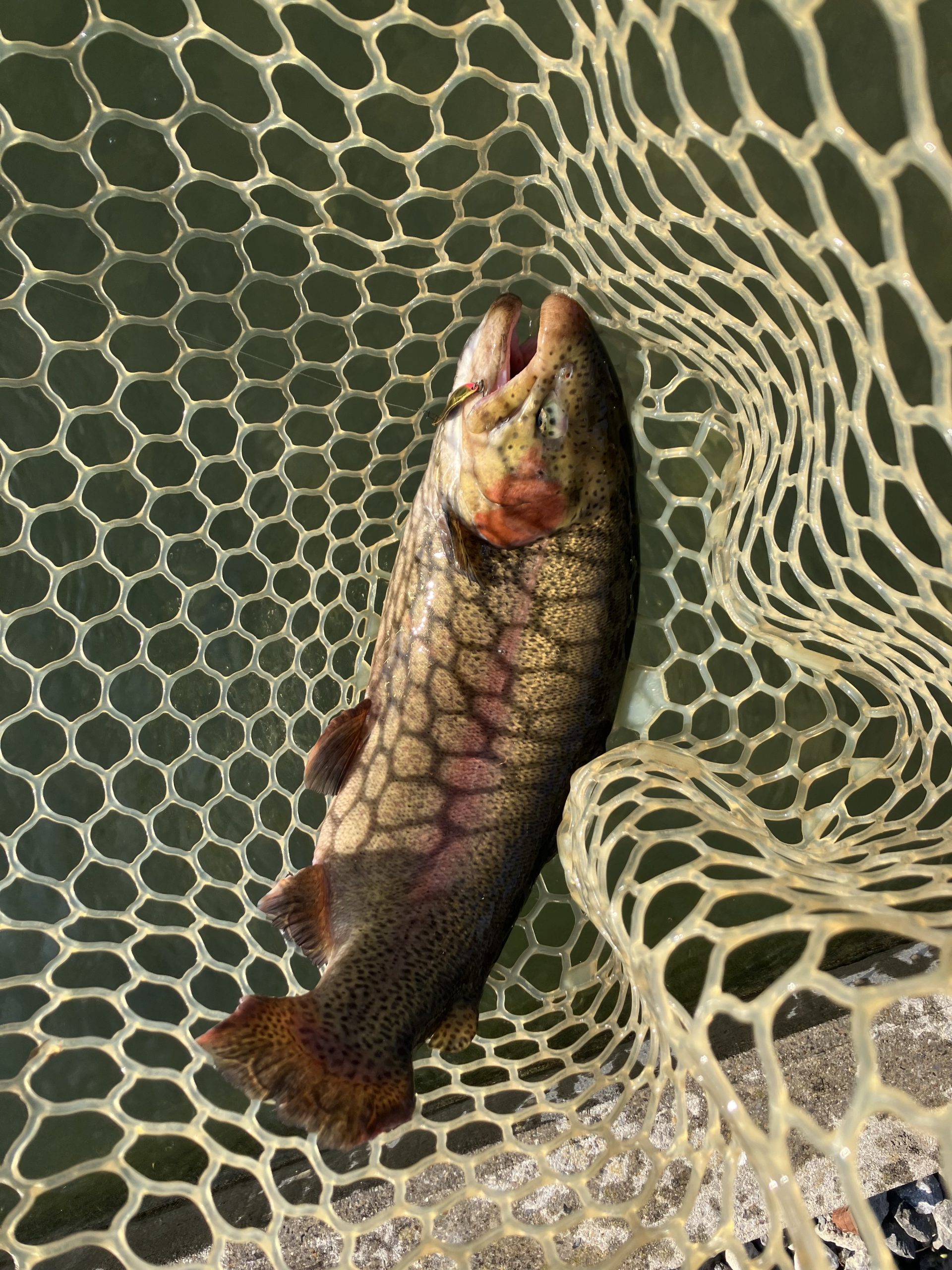 11月15日（土）羽村市　うにねこさん