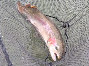 11月1日（土）あきる野市　管釣り天国さん