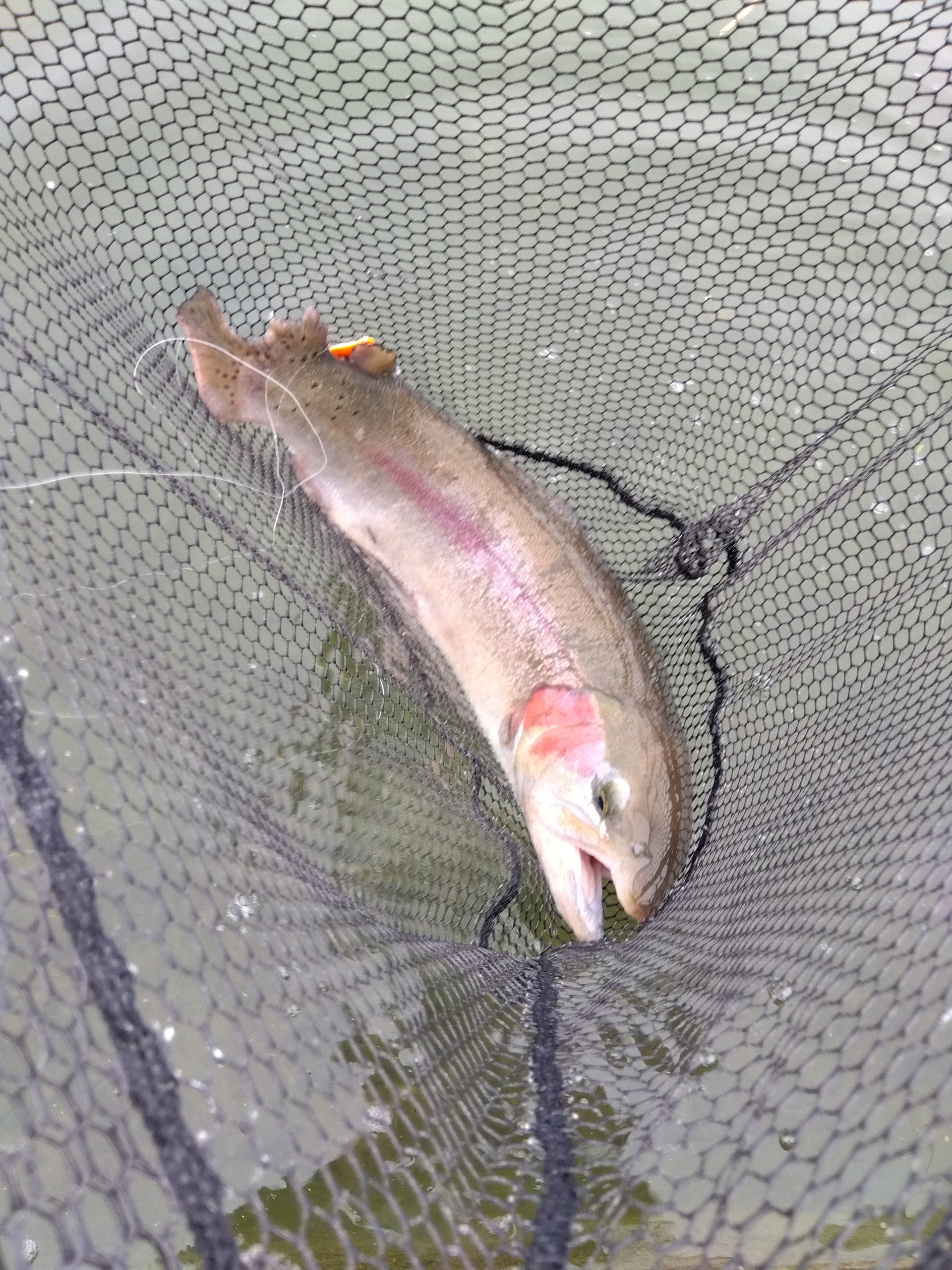 11月1日（土）あきる野市　管釣り天国さん