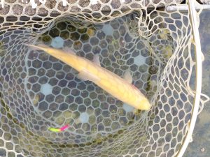 11月2日（日）日野市　よっちゃんさん