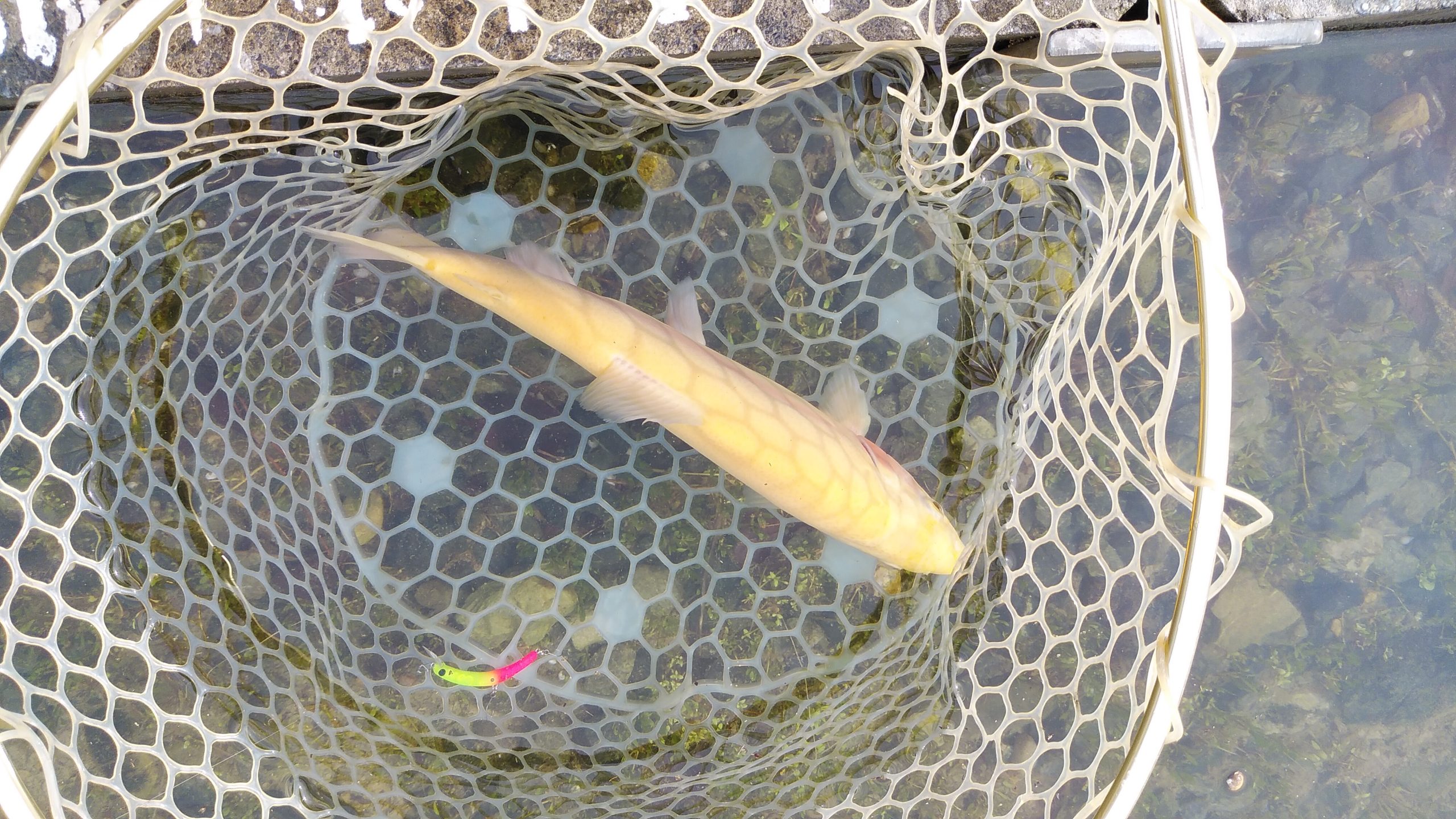 11月2日（日）日野市　よっちゃんさん