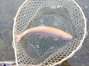 11月23日（日）日野市　よっちゃんさん