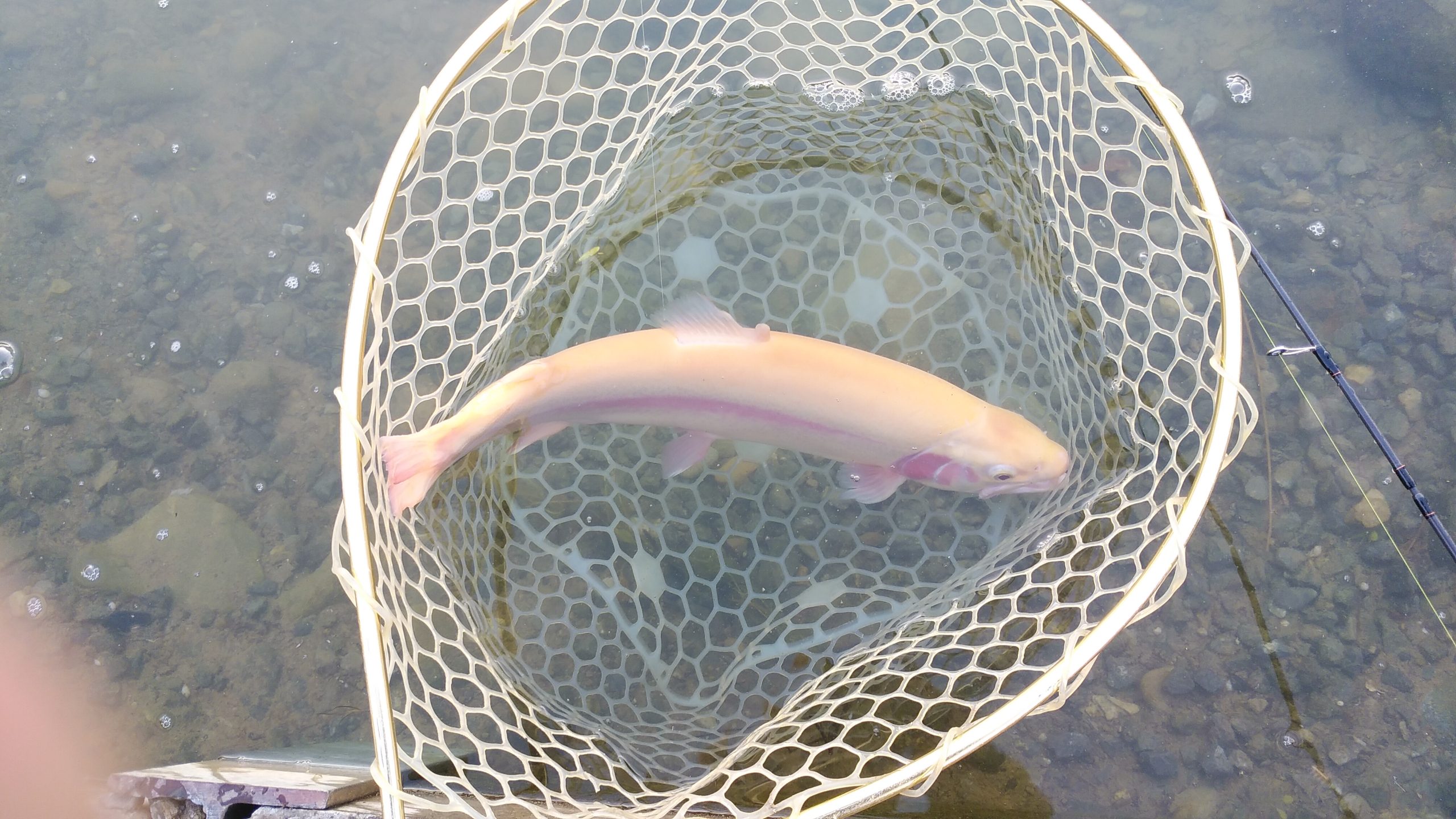 11月23日（日）日野市　よっちゃんさん