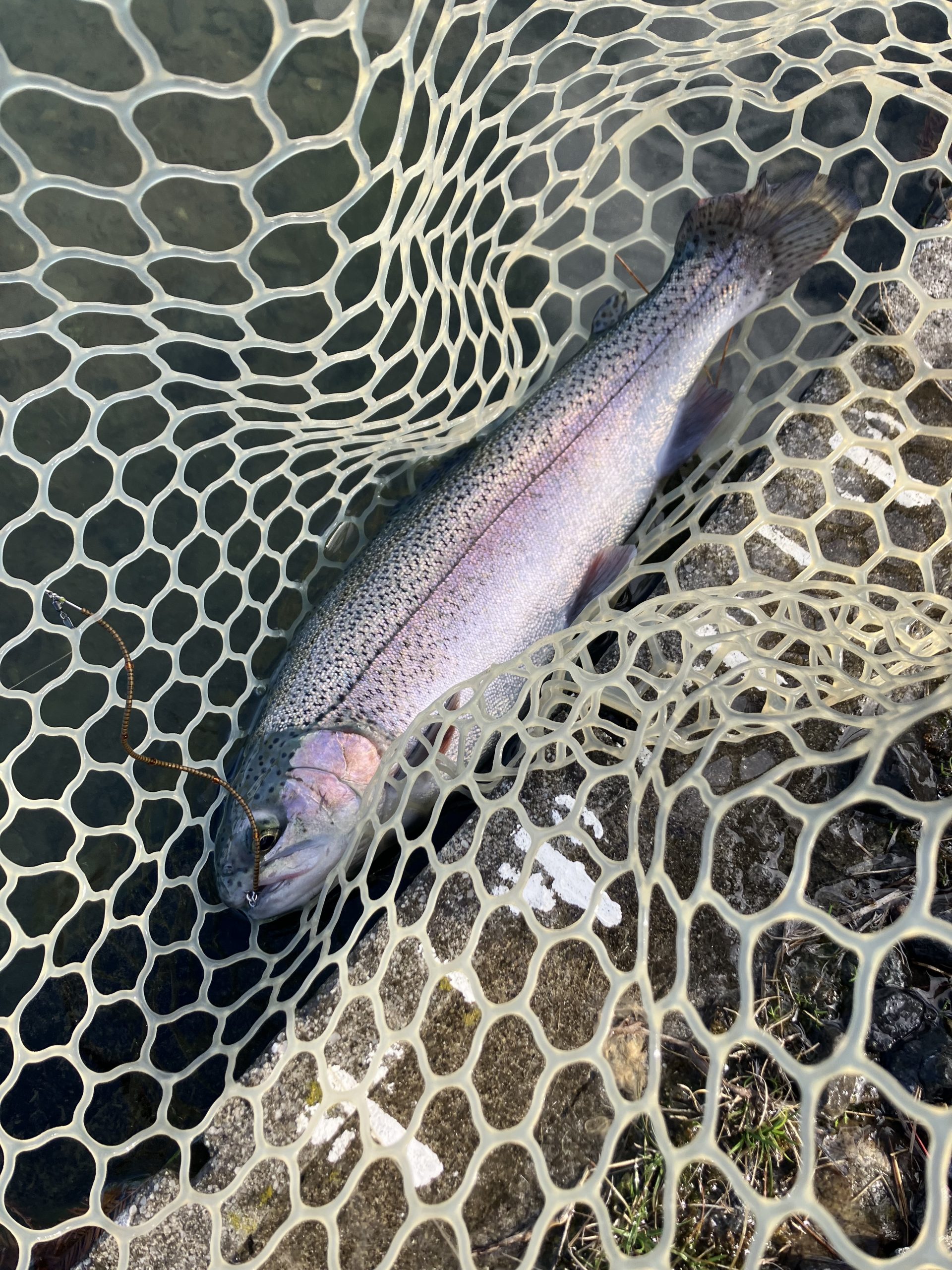 11月29日（土）　羽村市　うにねこさん