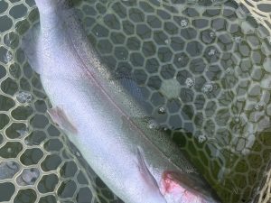 11月4日(火)　日の出町　ゆうたさん