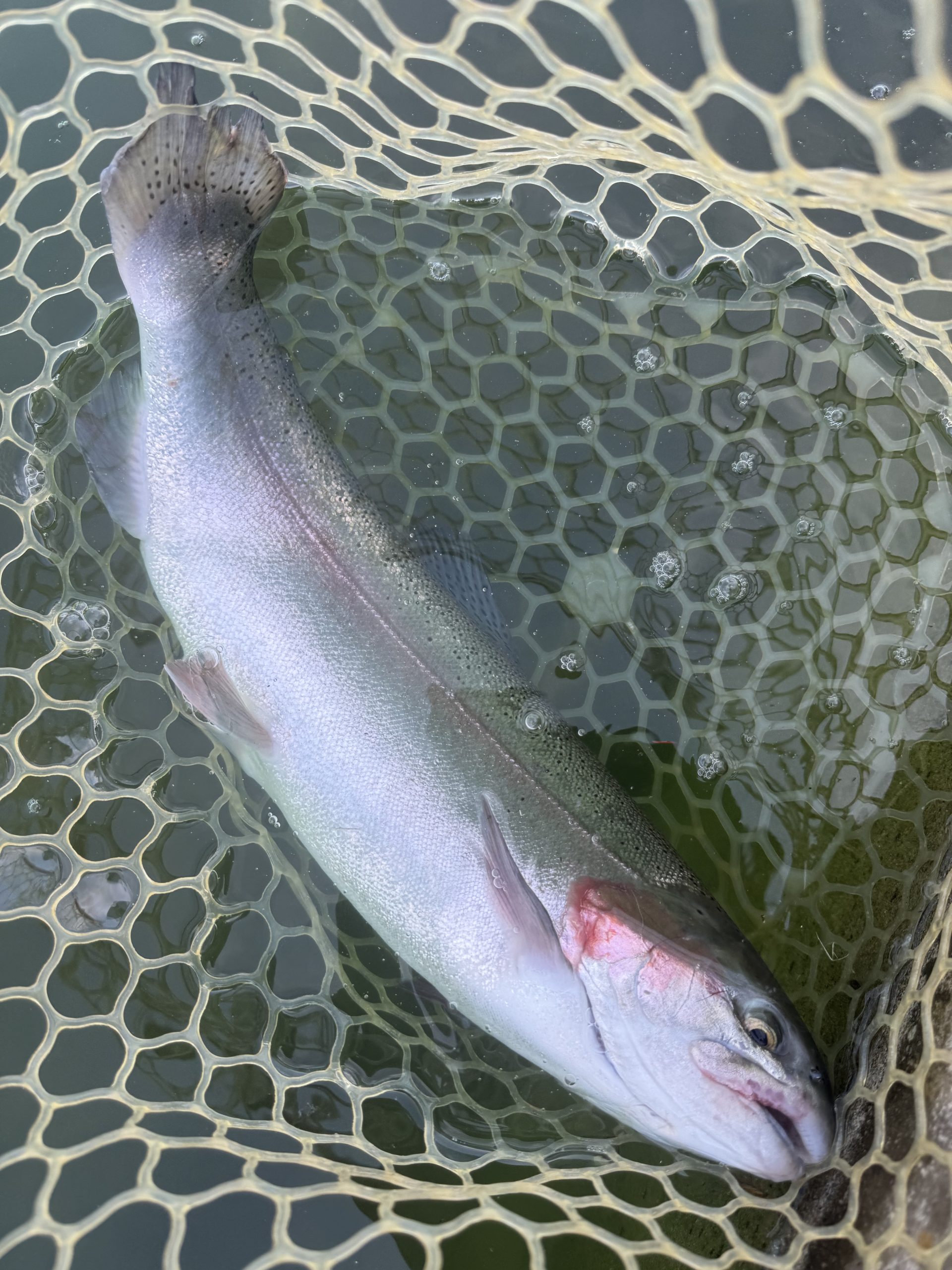 11月4日(火)　日の出町　ゆうたさん
