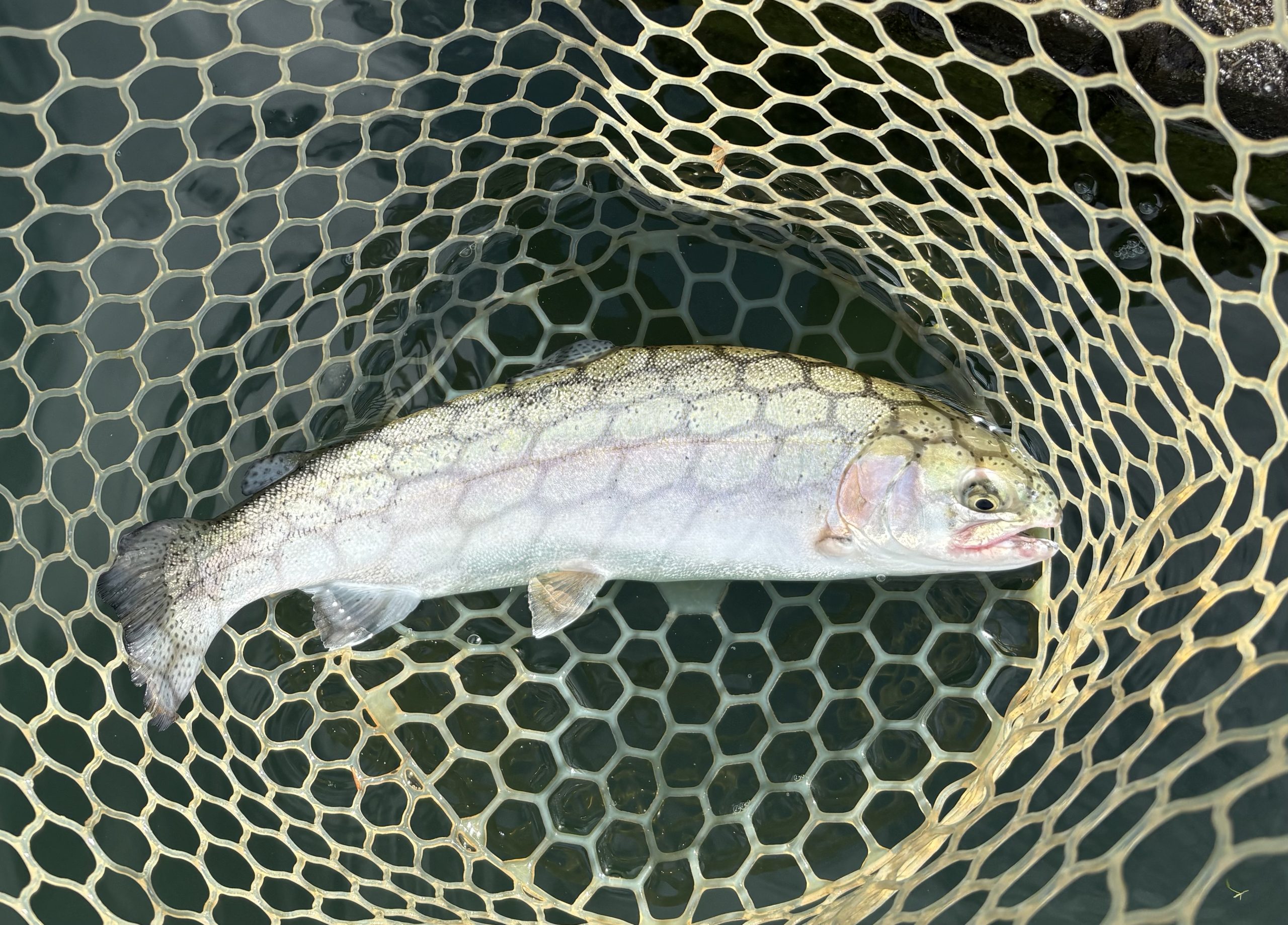 11月18（火）小平市　MORIさん