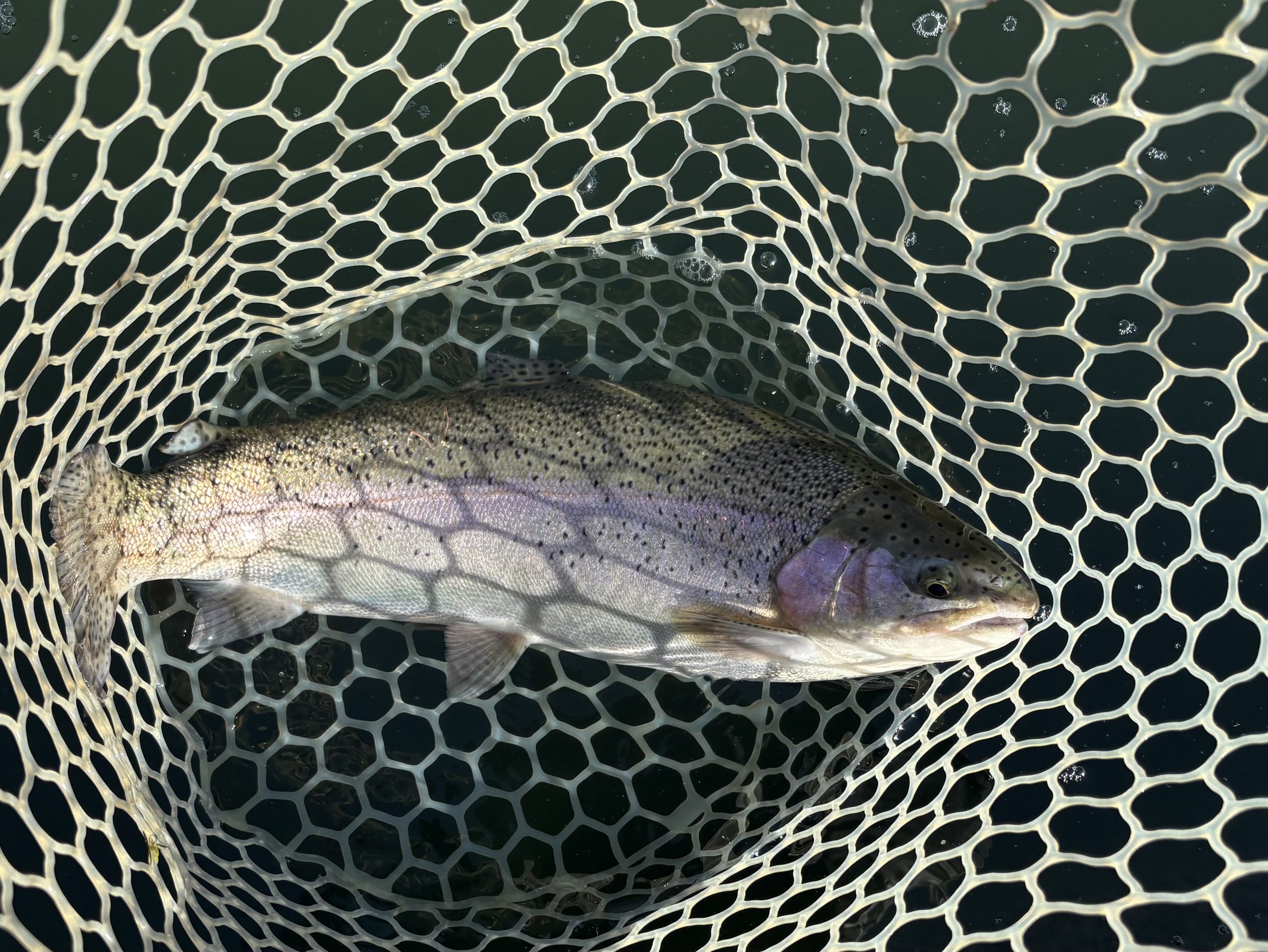 11月26日（水）小平市　MORIさん