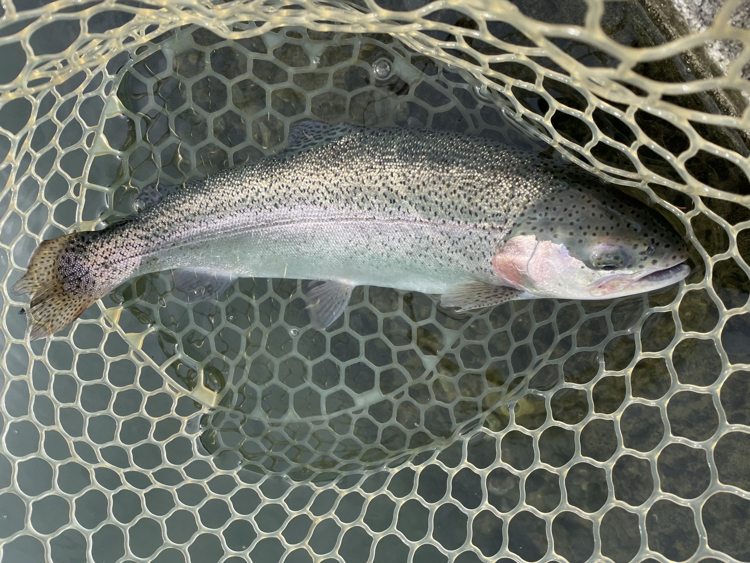 11月11日（火）青梅市　サクラマス　さん