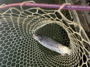 11月21日（金）青梅市　サクラマス　さん