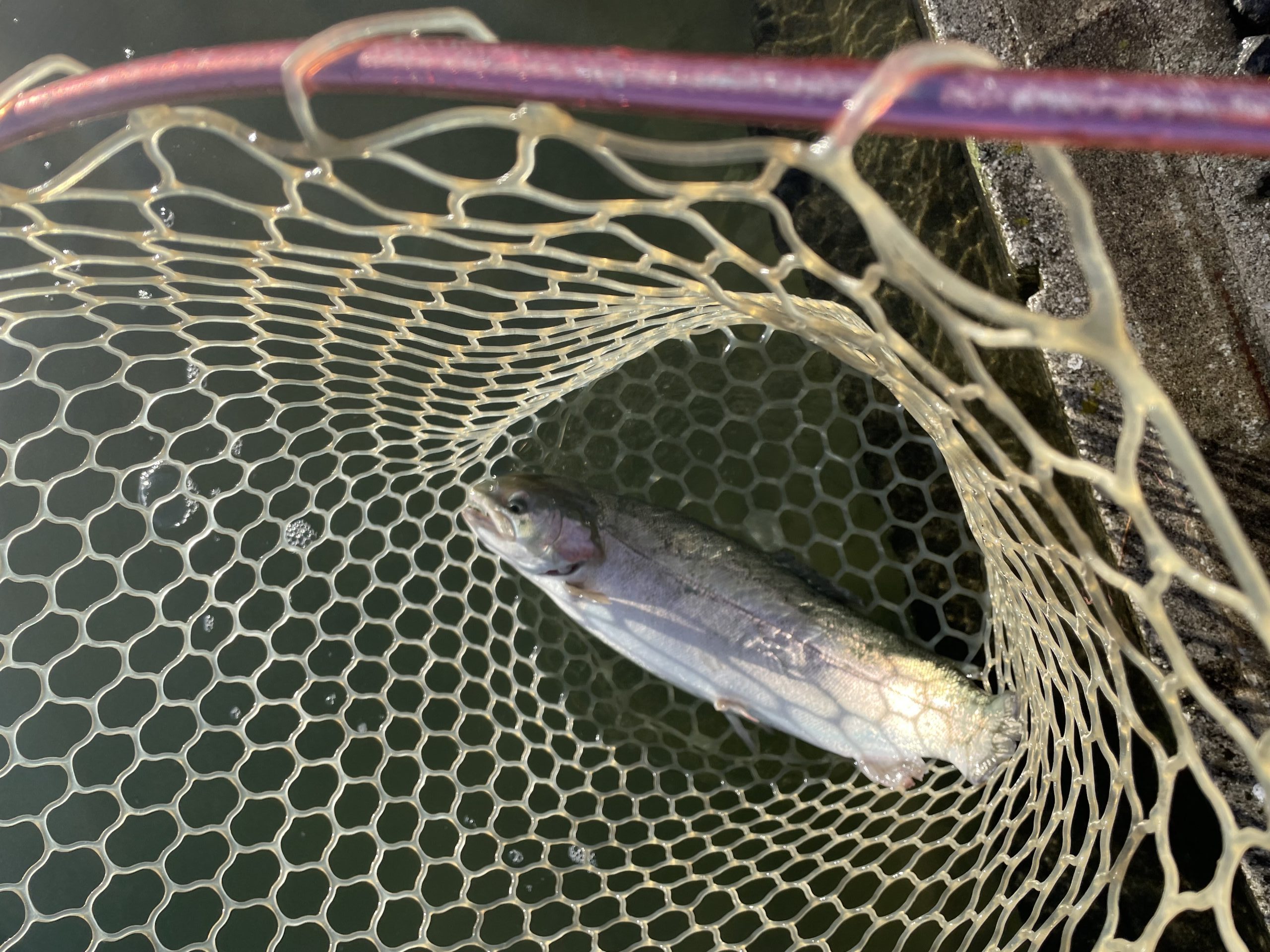 11月21日（金）青梅市　サクラマス　さん