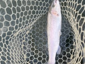 11月15日（土）あきる野市　チャッピーさん