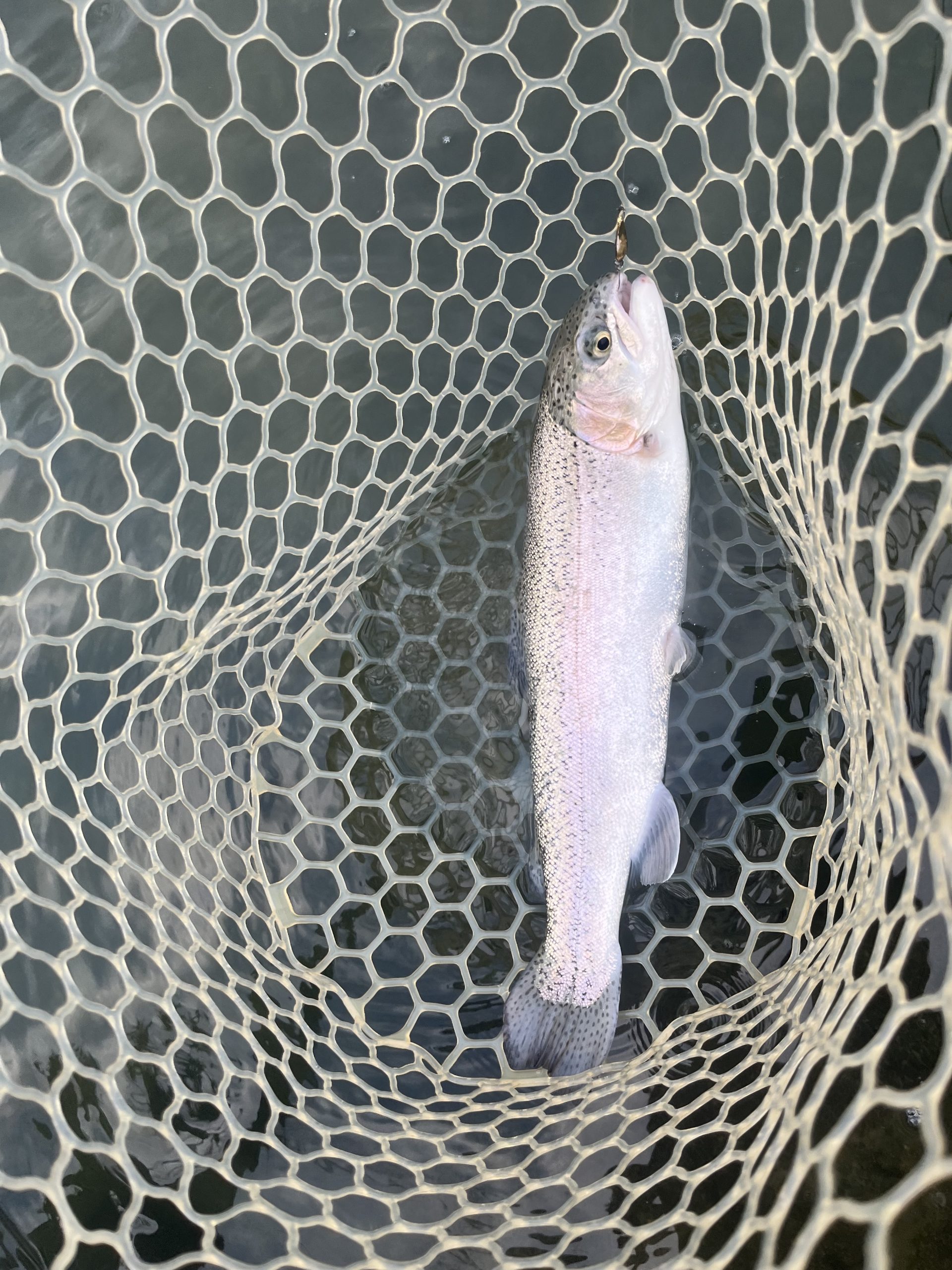 11月15日（土）あきる野市　チャッピーさん