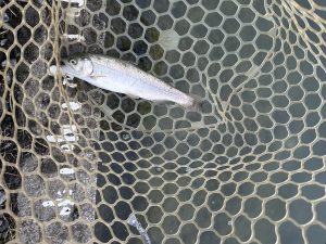 11月3日（月）杉並区　ナカムーさん