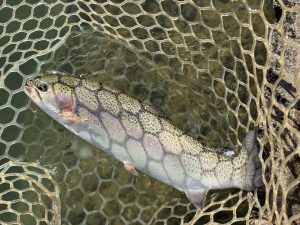 11月22日（土）世田谷区　Seanさん