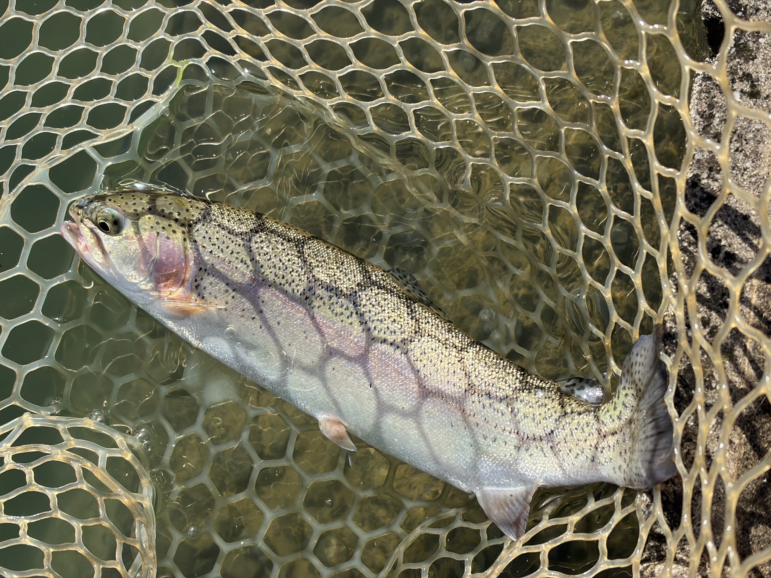 11月22日（土）世田谷区　Seanさん