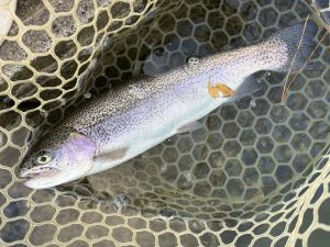 11月10日(月)　青梅市　鈴木さん