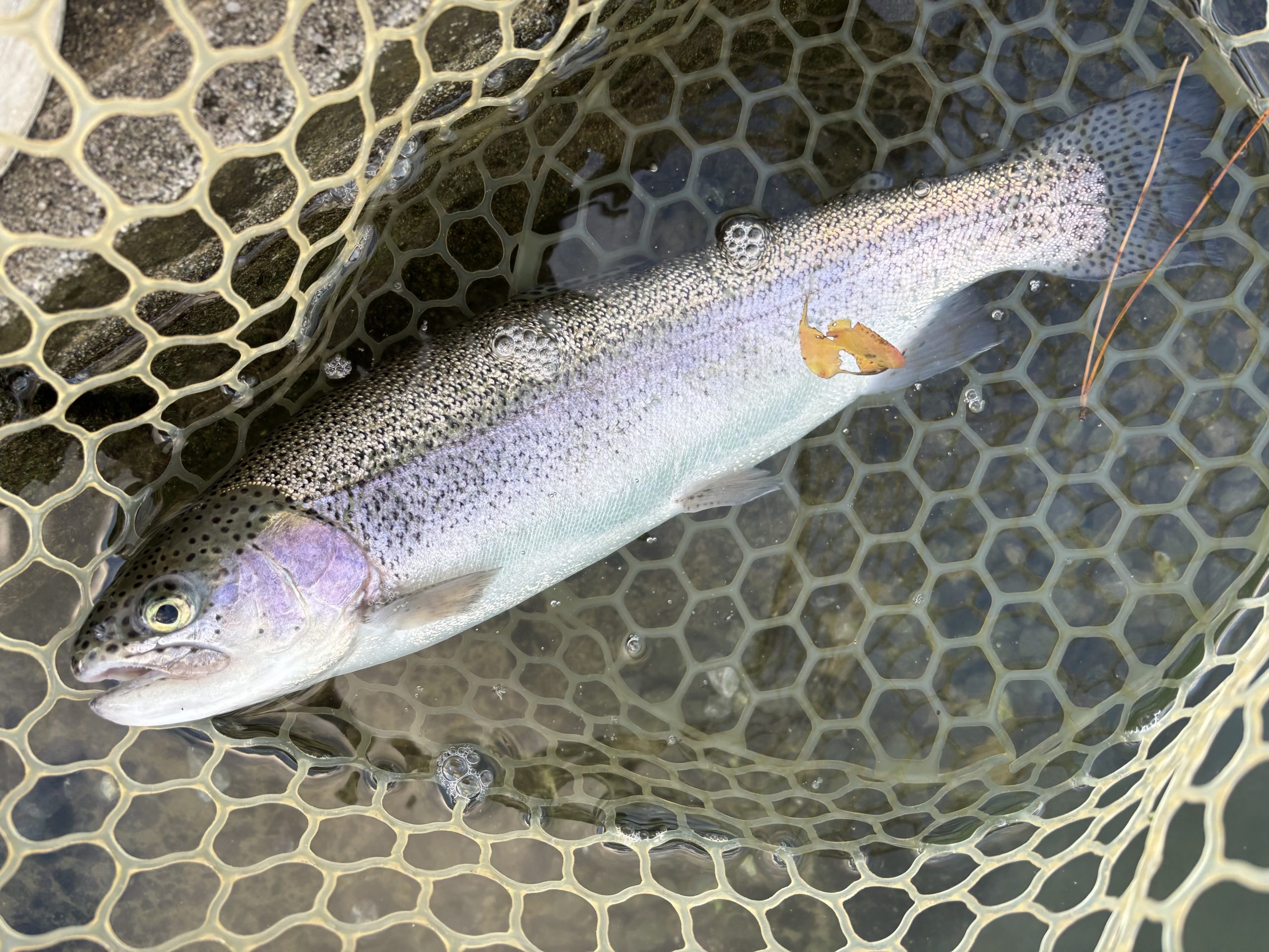11月10日(月)　青梅市　鈴木さん