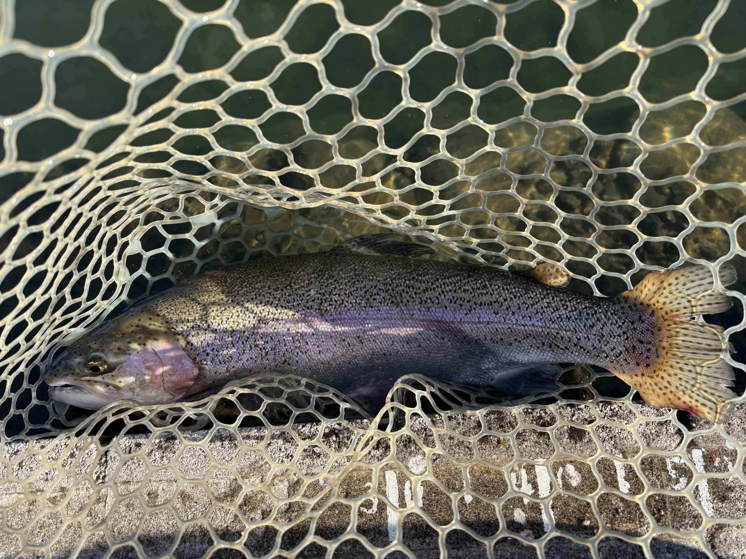 11月28日（金）青梅市　鈴木克洋　さん