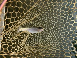 11月16日（日）入間市　大西さん