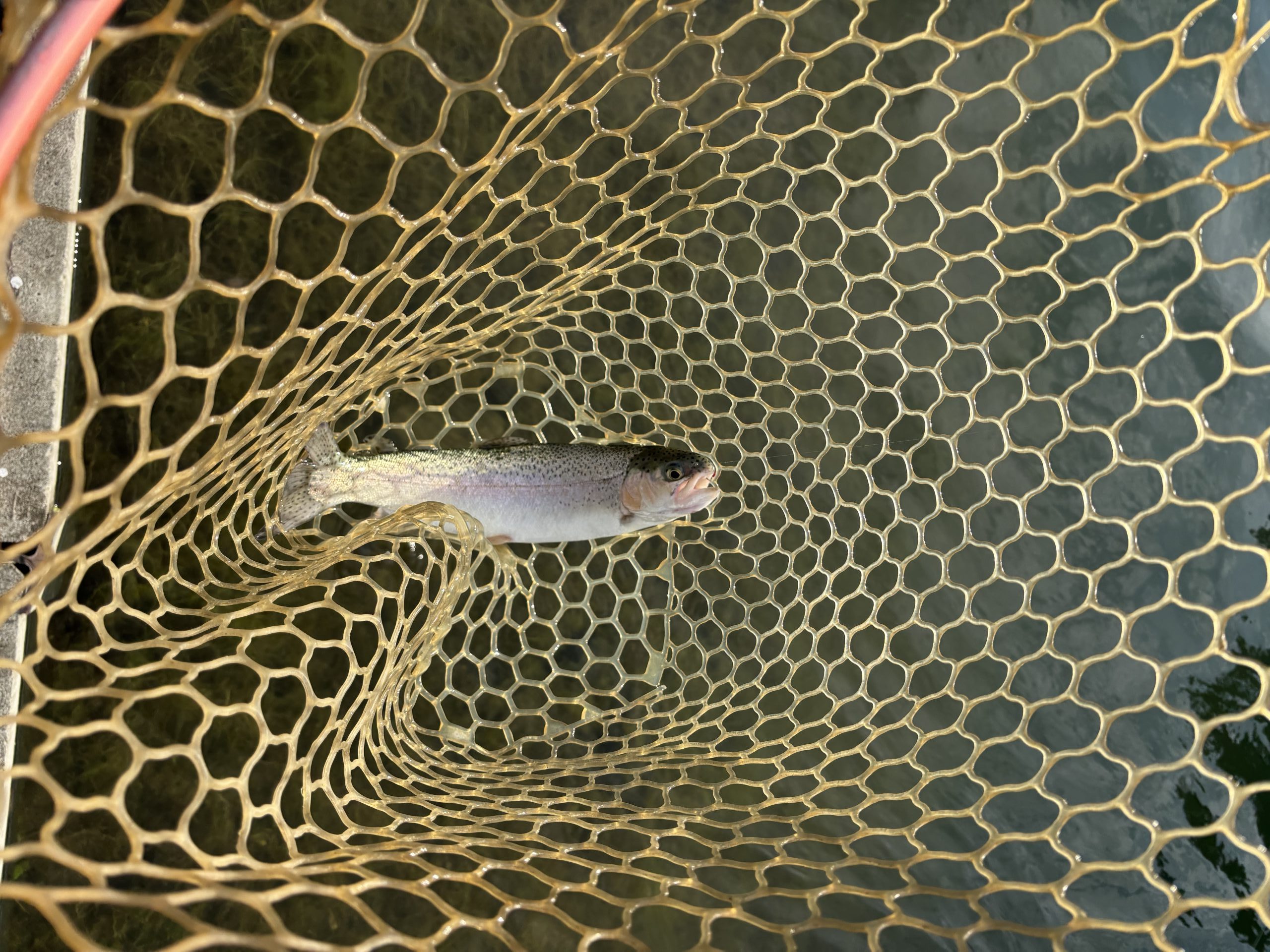 11月16日（日）入間市　大西さん