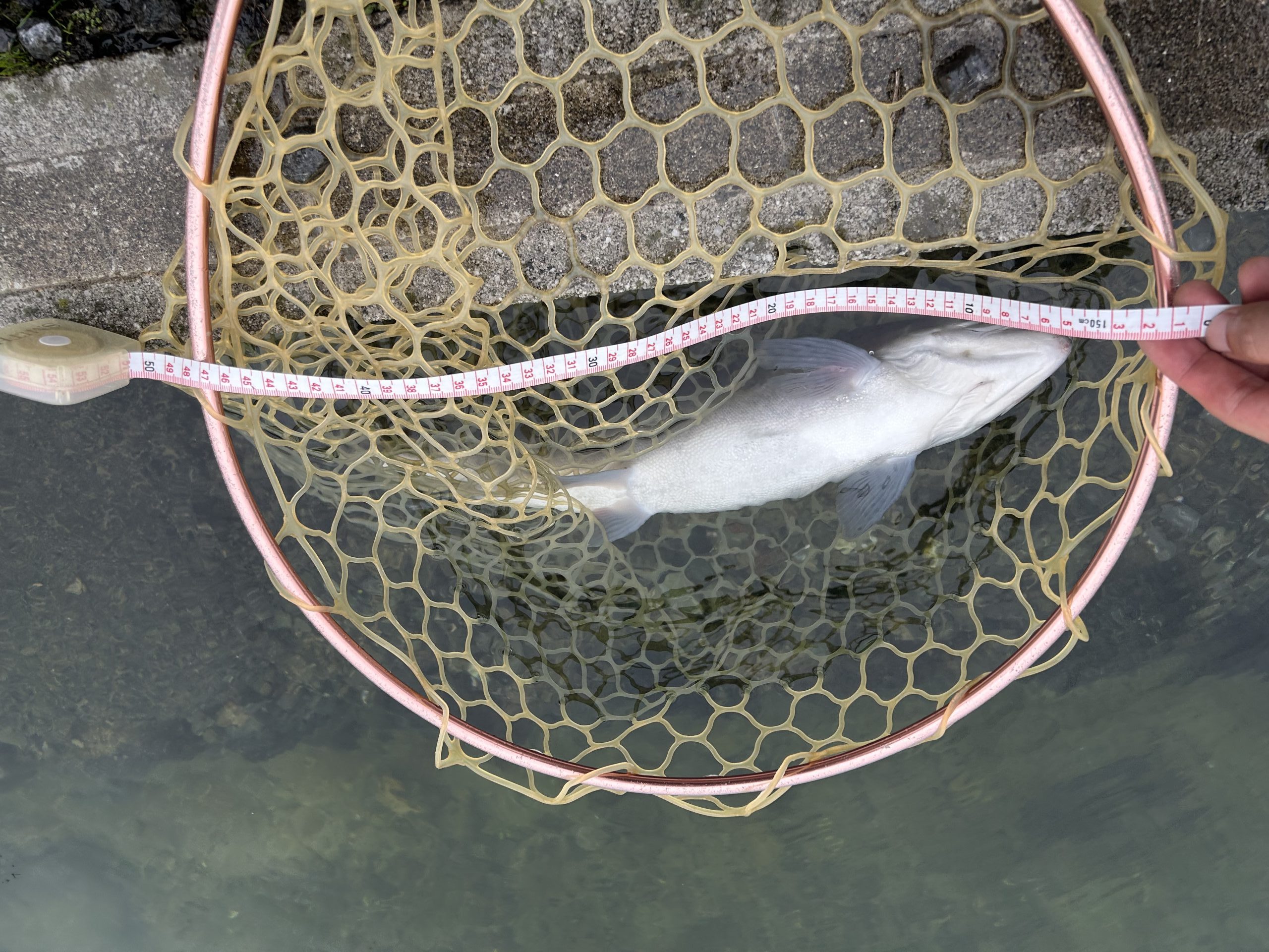 10月31日（金）所沢市　マサ内藤さん