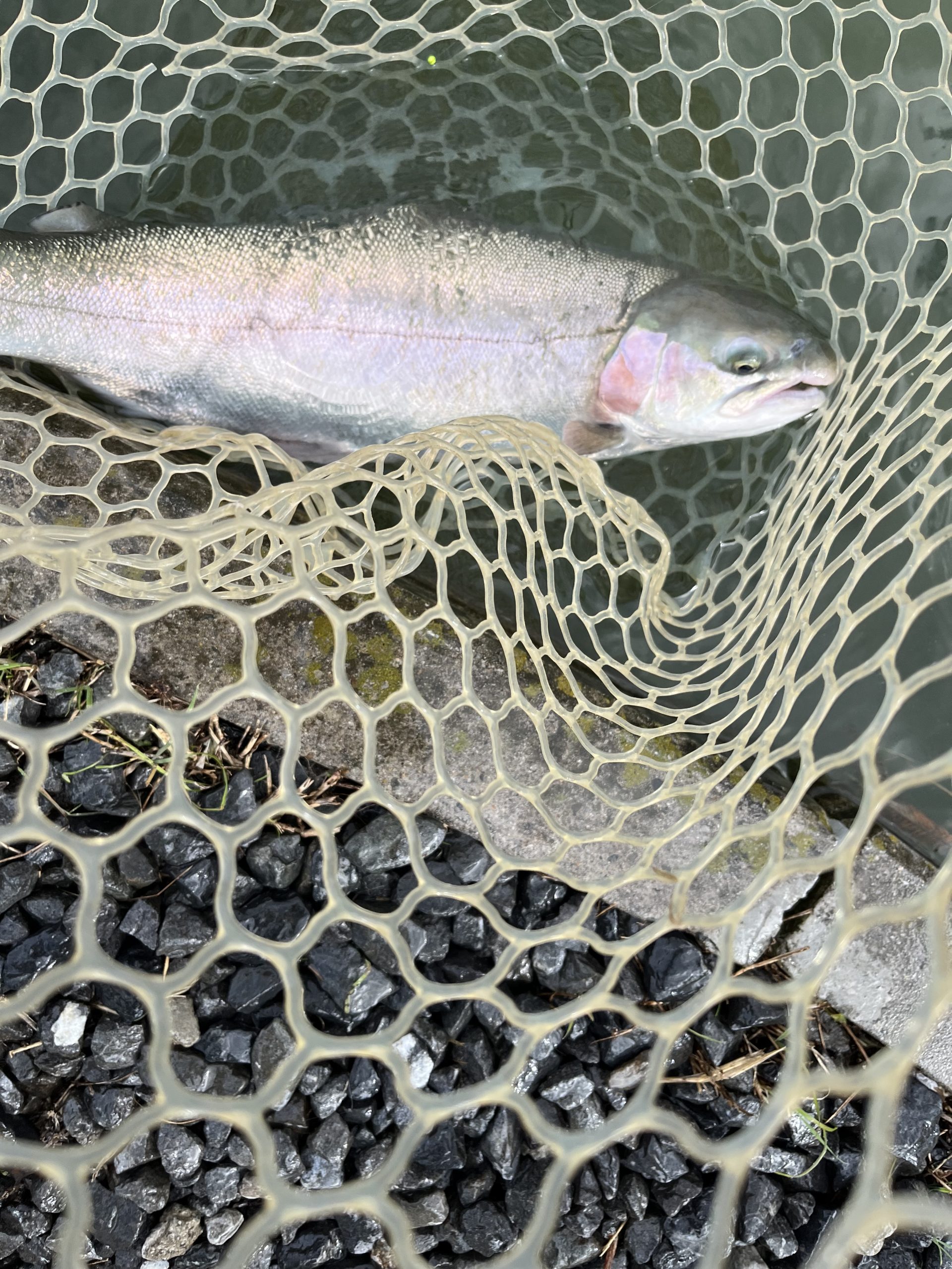 11月18日(火)日野市 ニイマスさん