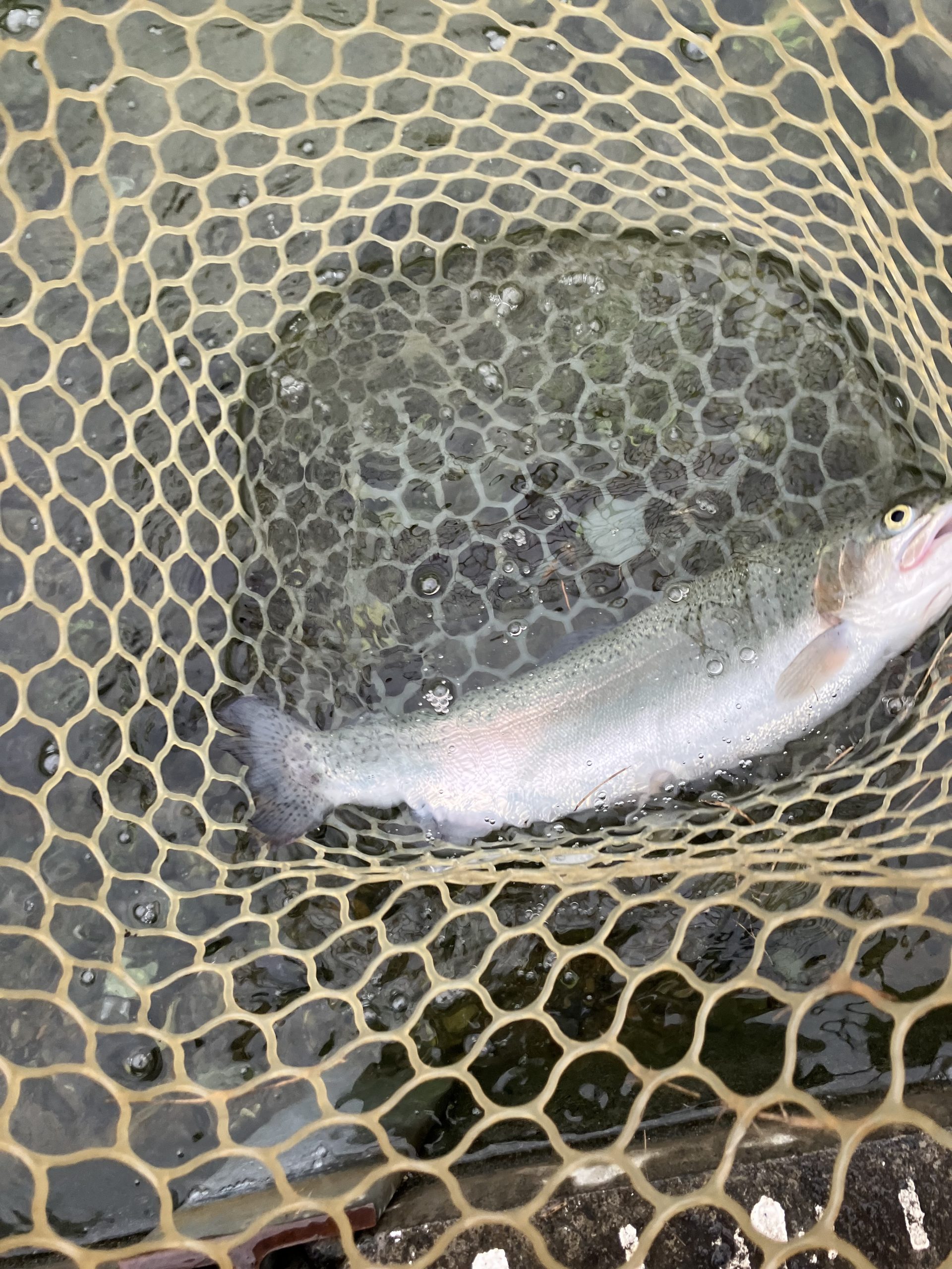 10月31日(金)　文京区　さぼてんさん