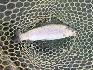 10月31日(金)　東村山市　おにぎりさん