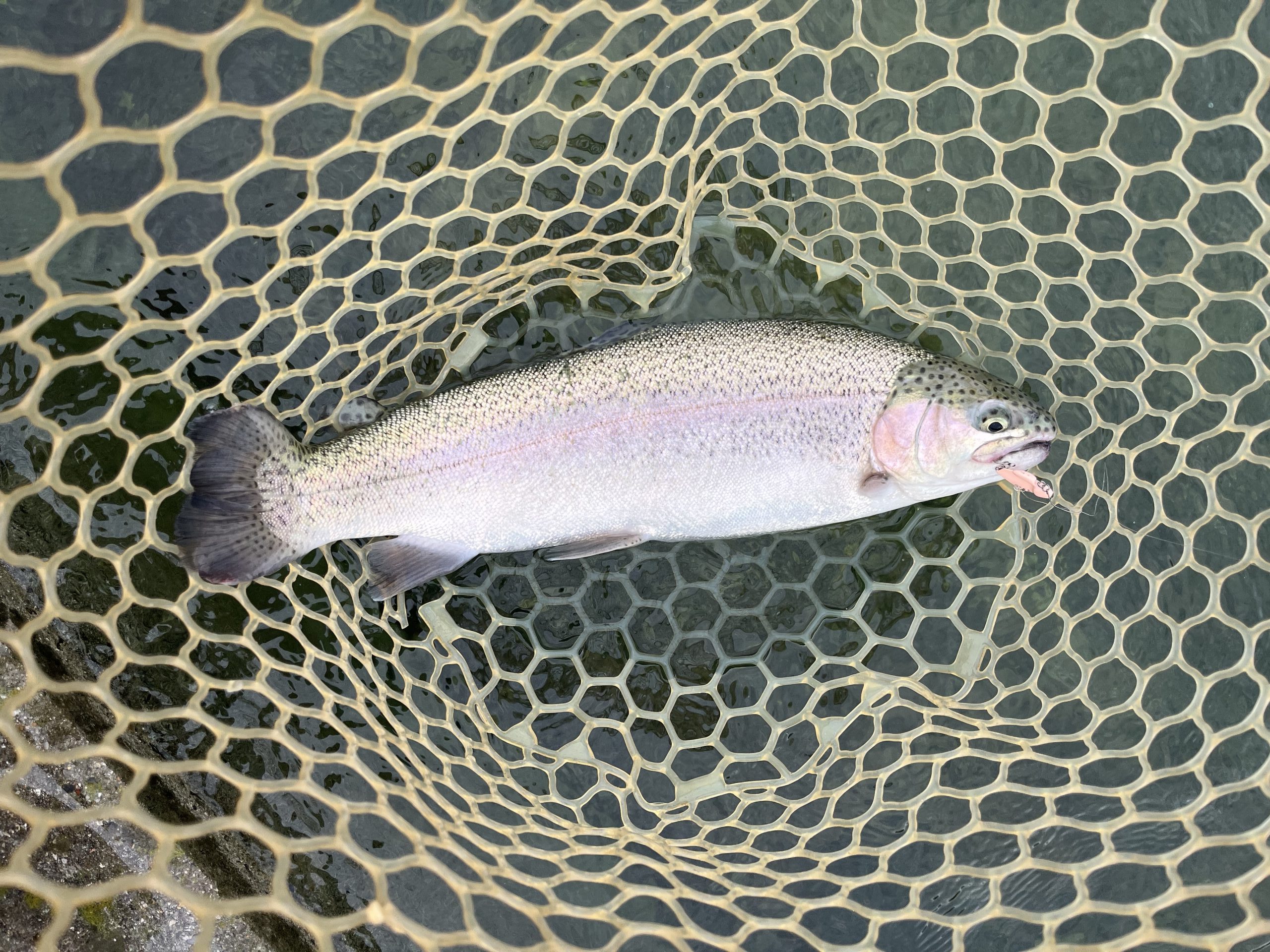 10月31日(金) 東村山市 おにぎりさん