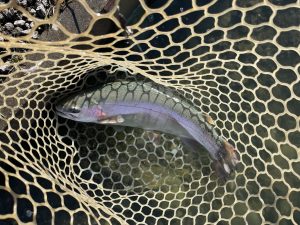 11月21日（金）東村山市　おにぎり　さん