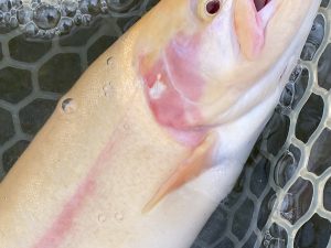 11月25日(火)　あきる野市　masa10さん