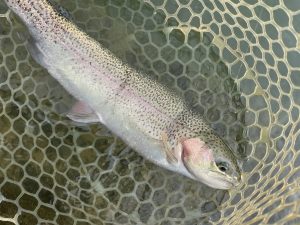 11月23日（日）小平市　にけるさん