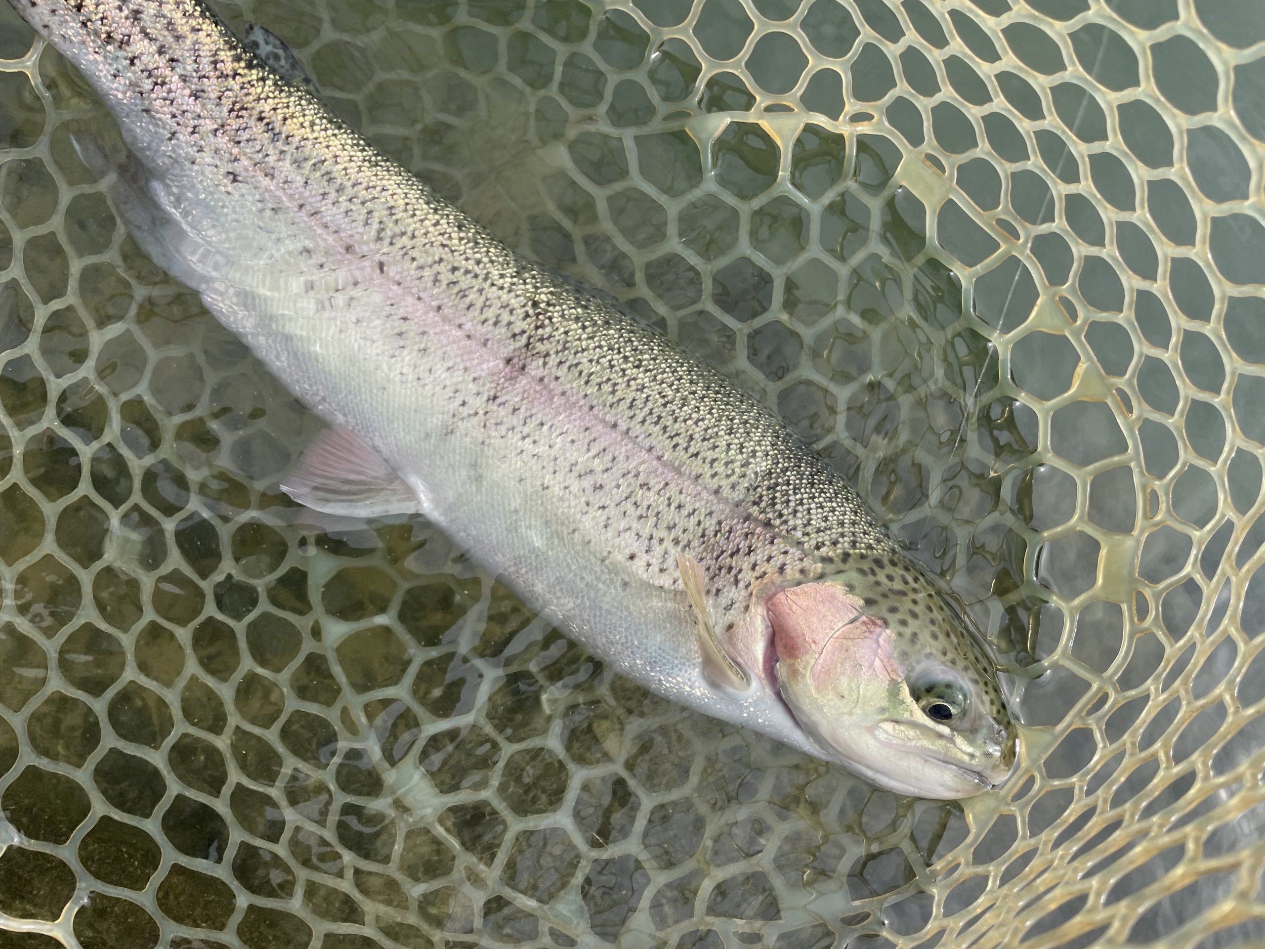 11月23日（日）小平市　にけるさん