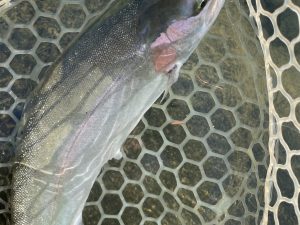 11月29日（土）　小平市　にけるさん